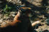 1995_Album_03.jpg (104846 bytes)