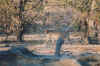 1995_Album_12.jpg (98847 bytes)
