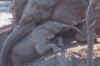 1995_Album_18.jpg (52126 bytes)