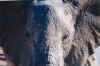 1995_Album_20.jpg (87737 bytes)