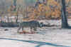 1995_Album_25.jpg (107187 bytes)