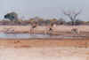 1995_Album_33.jpg (60808 bytes)